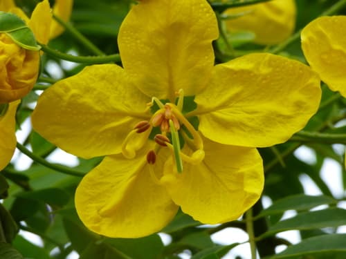 Gold Medallion Tree Bonsai