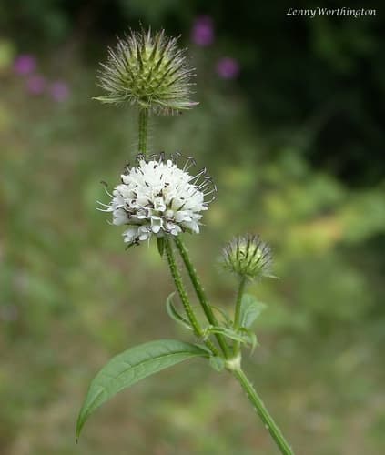 Small Teasel Bonsai Specimen