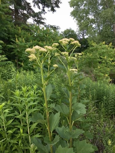 Great Indian Plantain