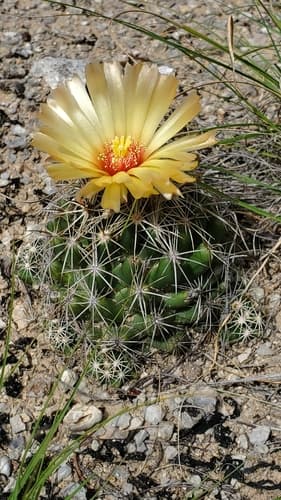 Grooved nipple cactus