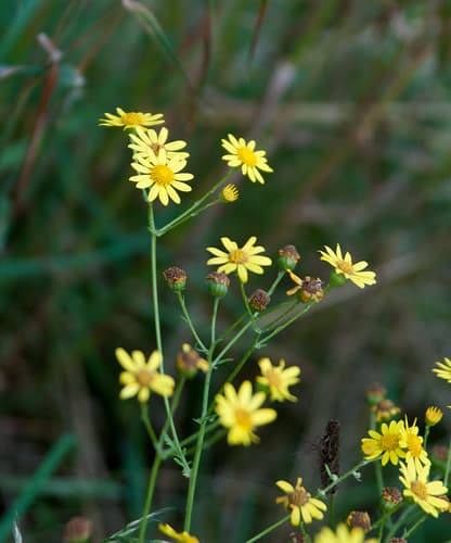 Marsh Ragwort