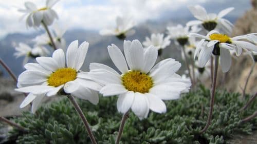 Alpine Moon-daisy