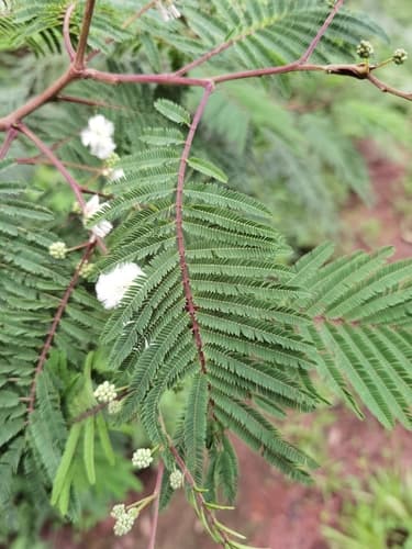 Prairie Acacia Bonsai