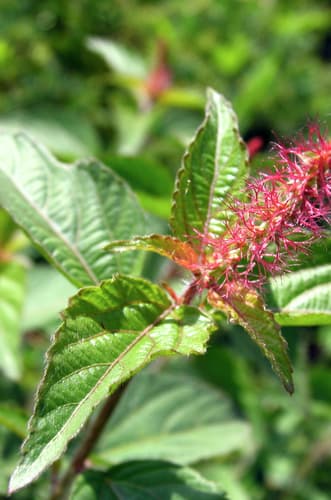 Shrubby Copperleaf Bonsai