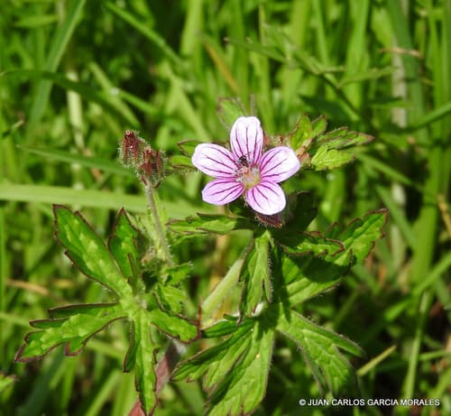 Seemann's Geranium Bonsai