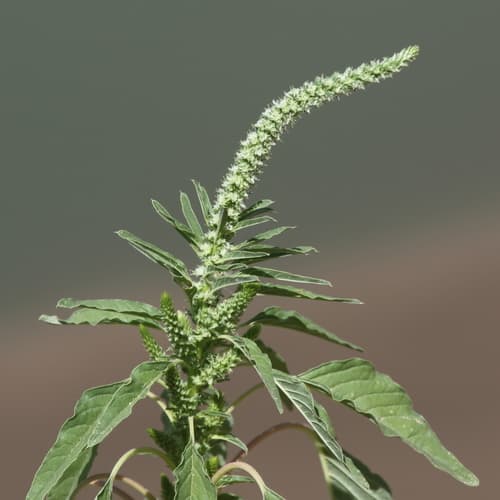 Palmer's Amaranth