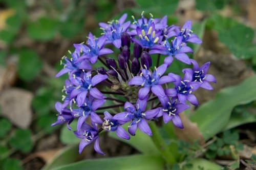 Portuguese Squill