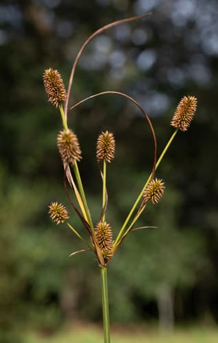 Pinebarren Flatsedge