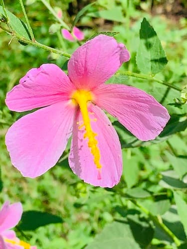 Saltmarsh Mallow Bonsai