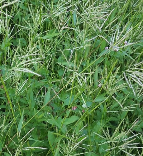 Small Carpetgrass (Wild Growth)