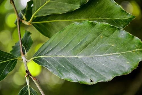Oriental Beech Bonsai