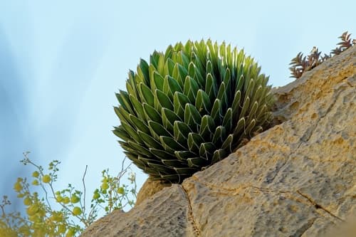 Queen Victoria Agave