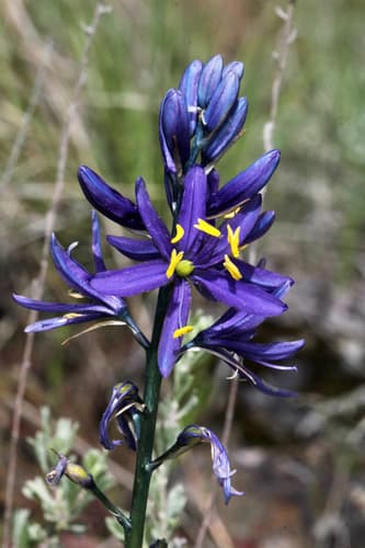 Small Camas
