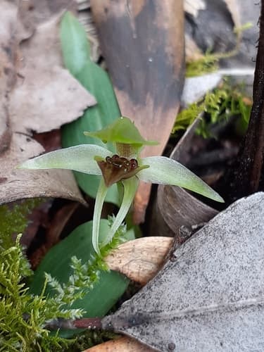 Green Bird Orchid