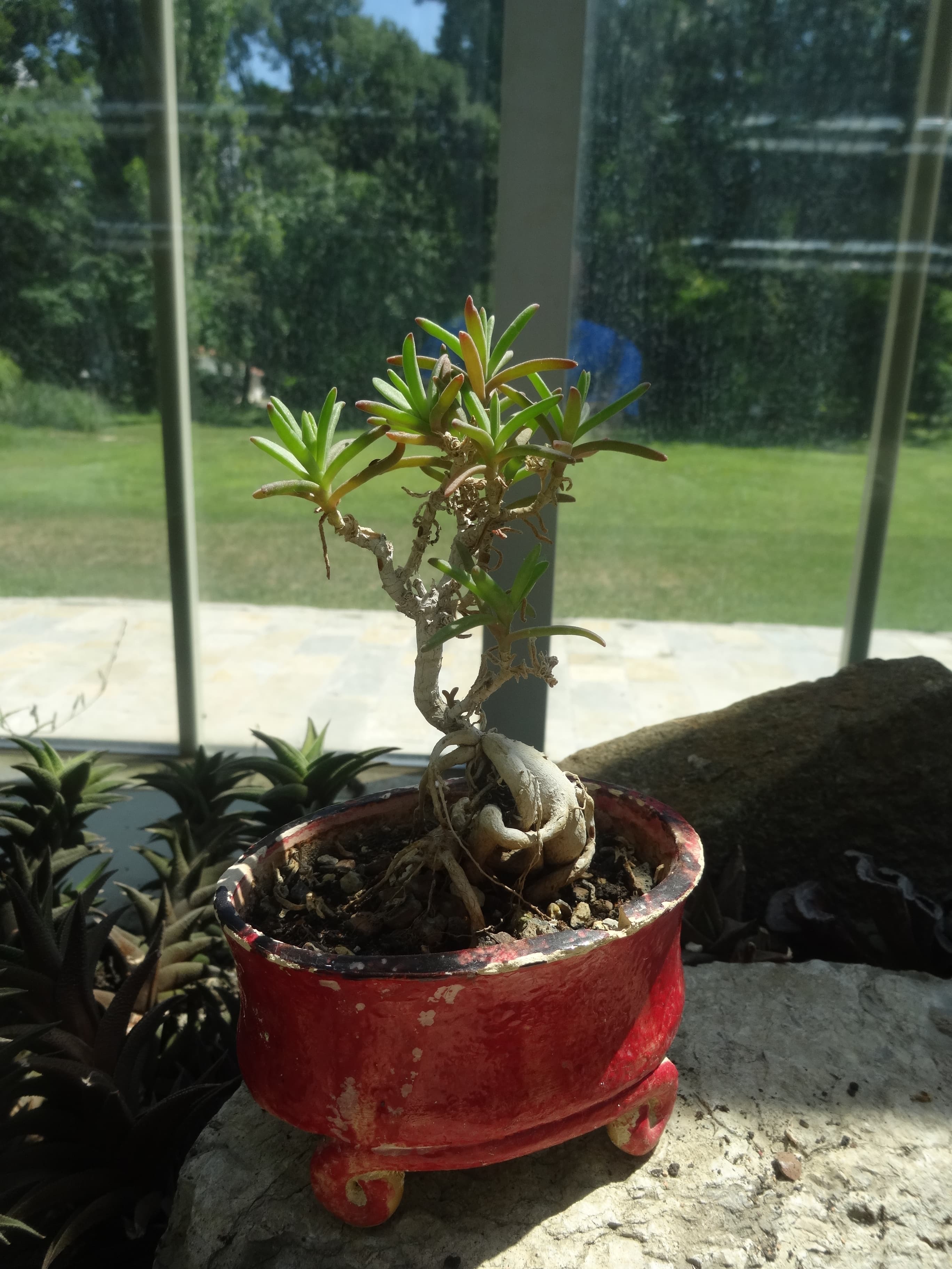 Dwarf Jade Informal Upright Bonsai