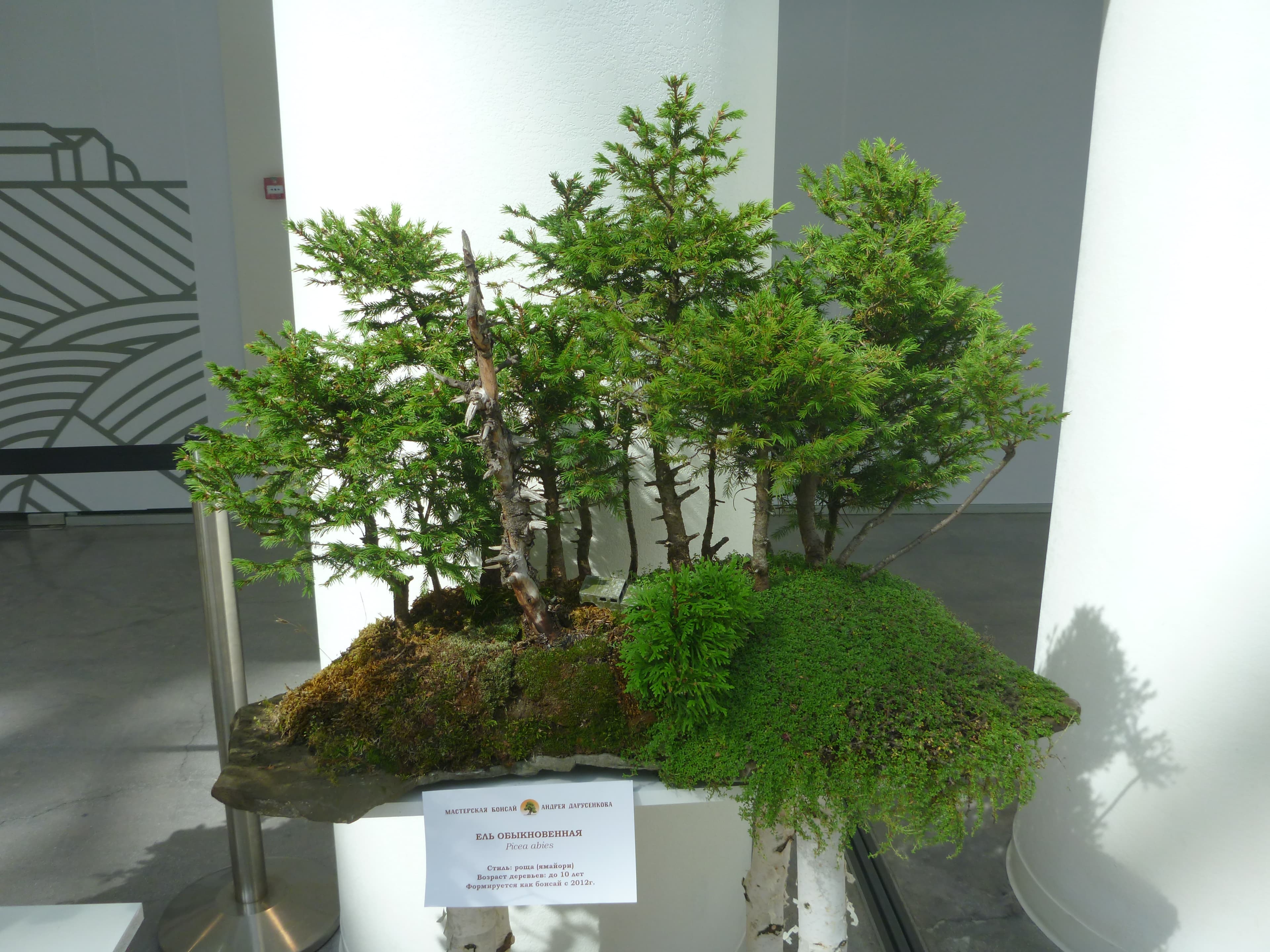 European Spruce Forest Bonsai