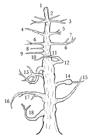 Formal Upright Bonsai (Styling Mistakes Illustration)
