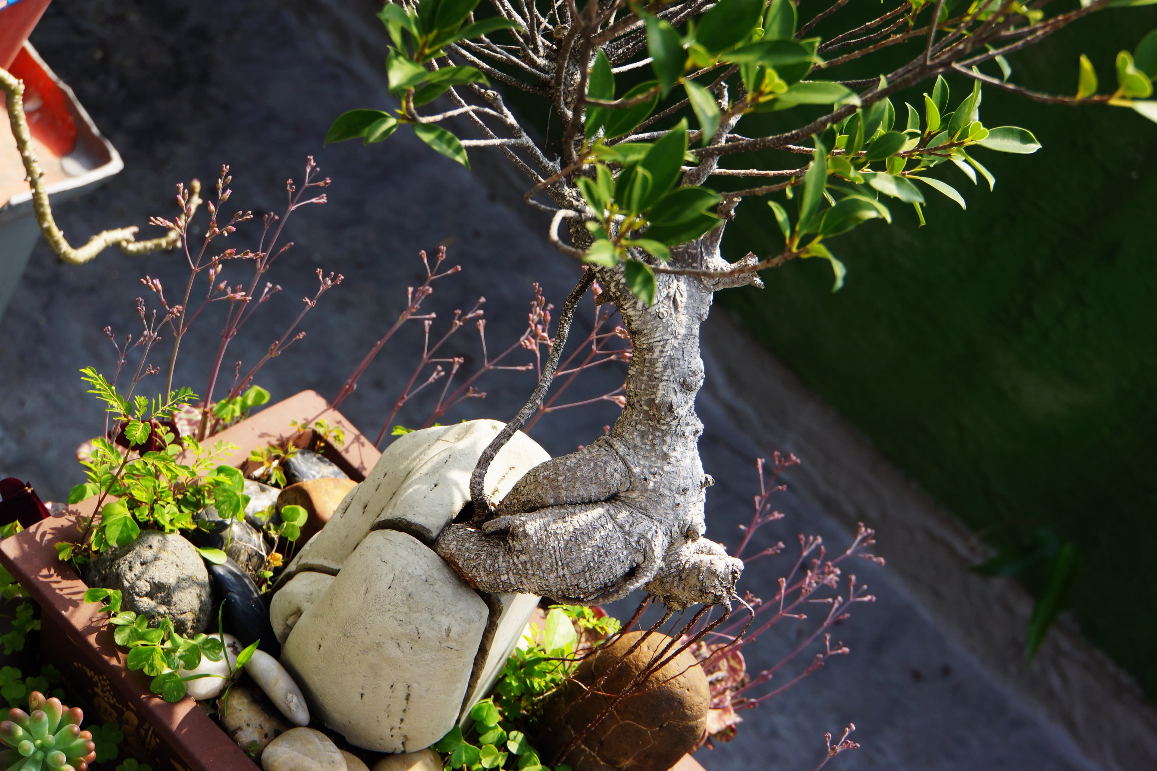 Banyan Root-Over-Rock Bonsai