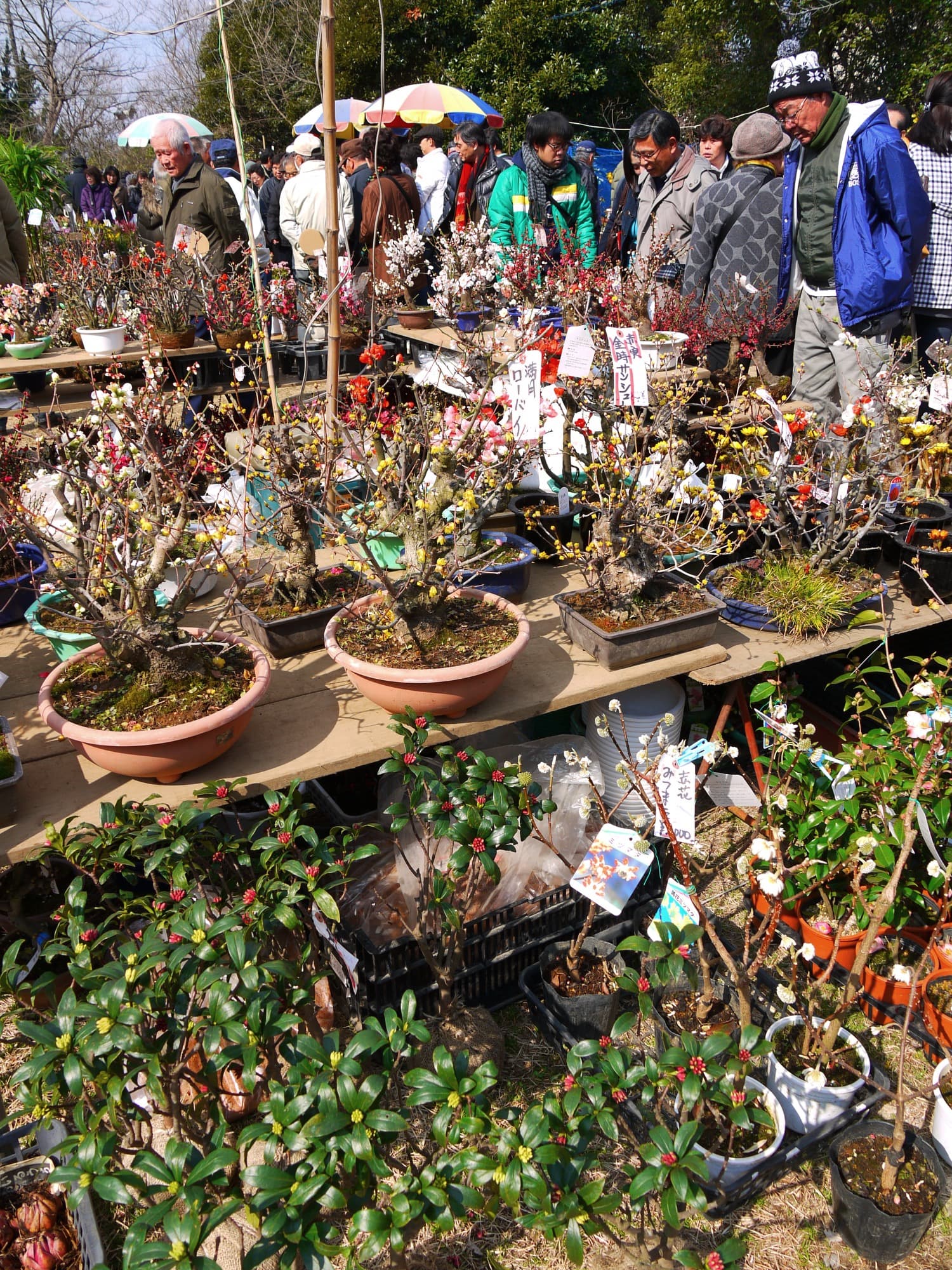 Wintersweet Bonsai