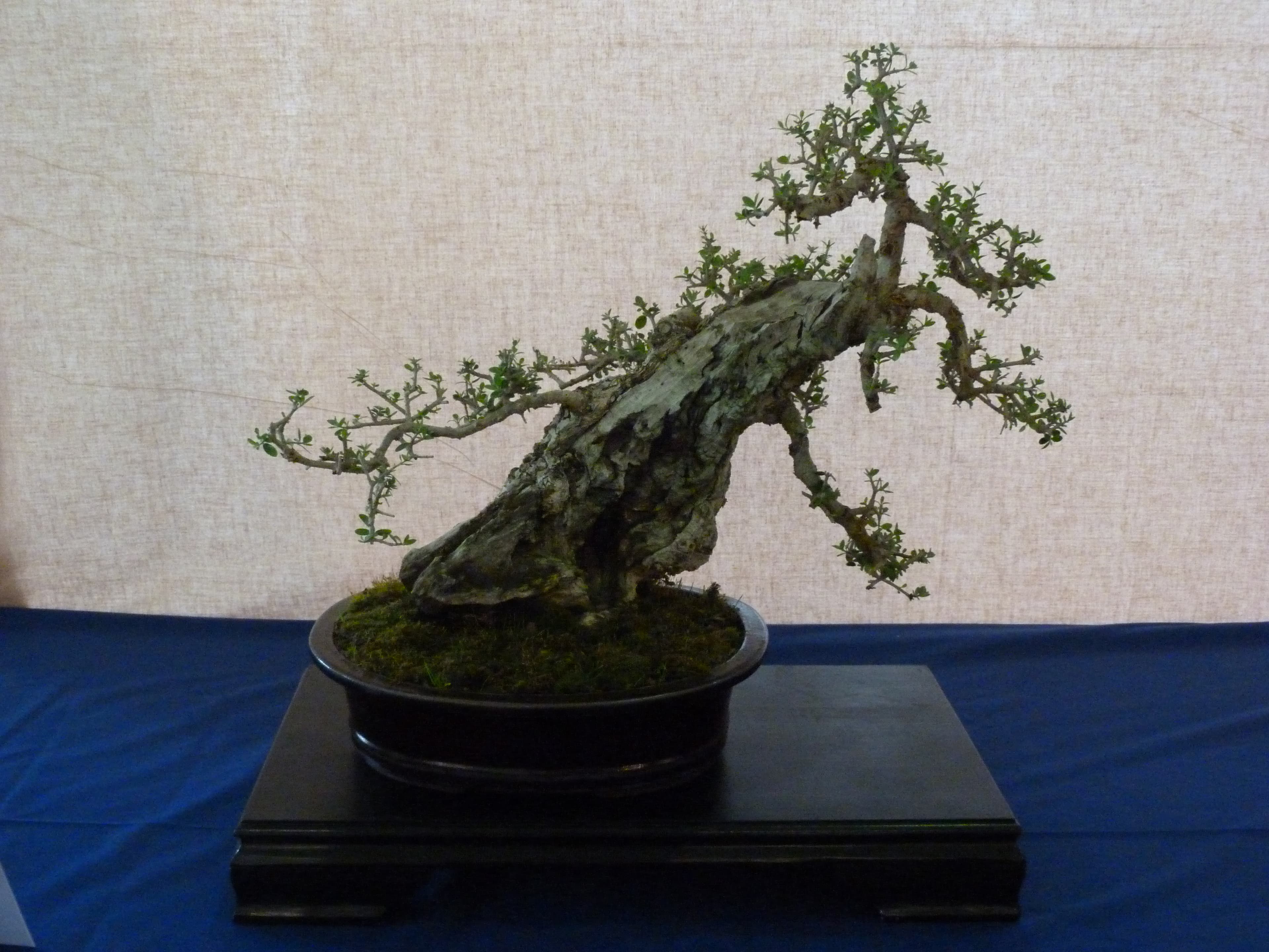 Yamadori Olive Tree Bonsai