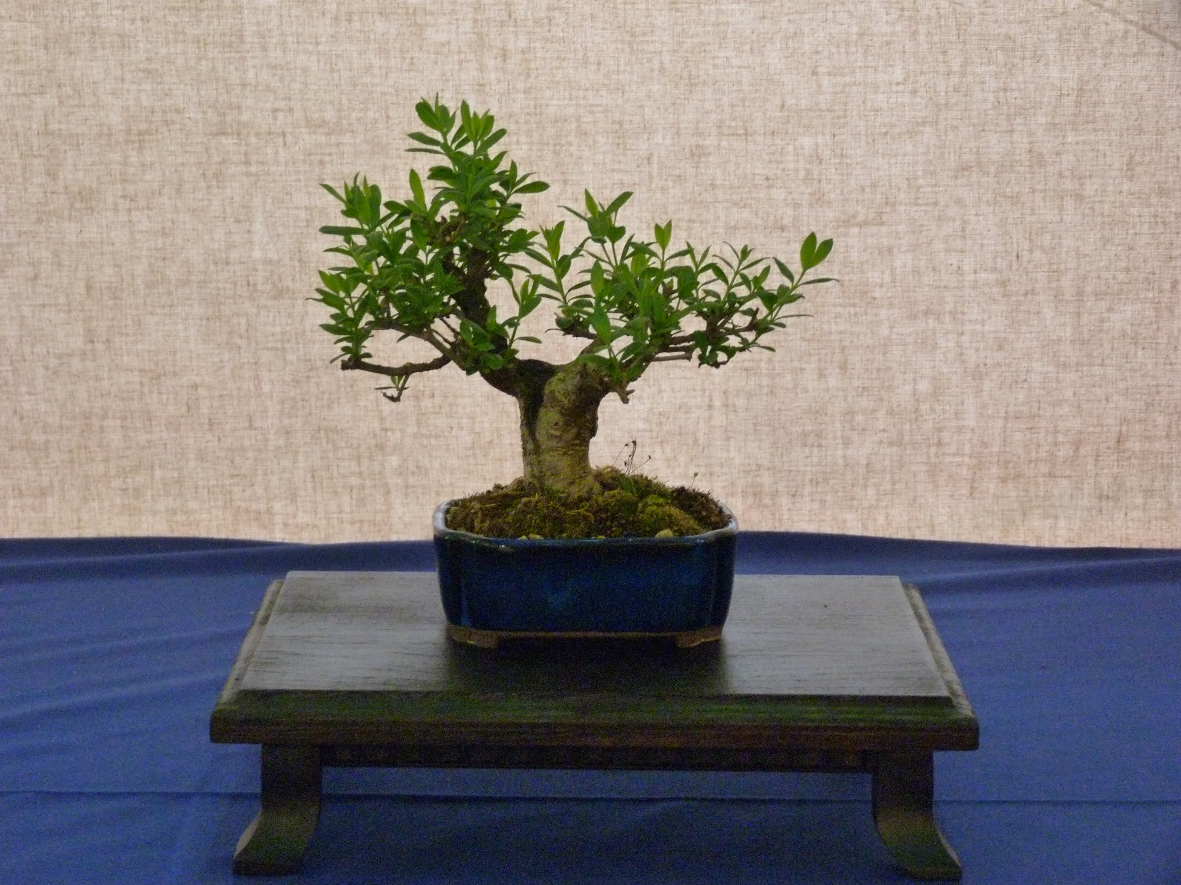 Narrow-leaved Privet Bonsai