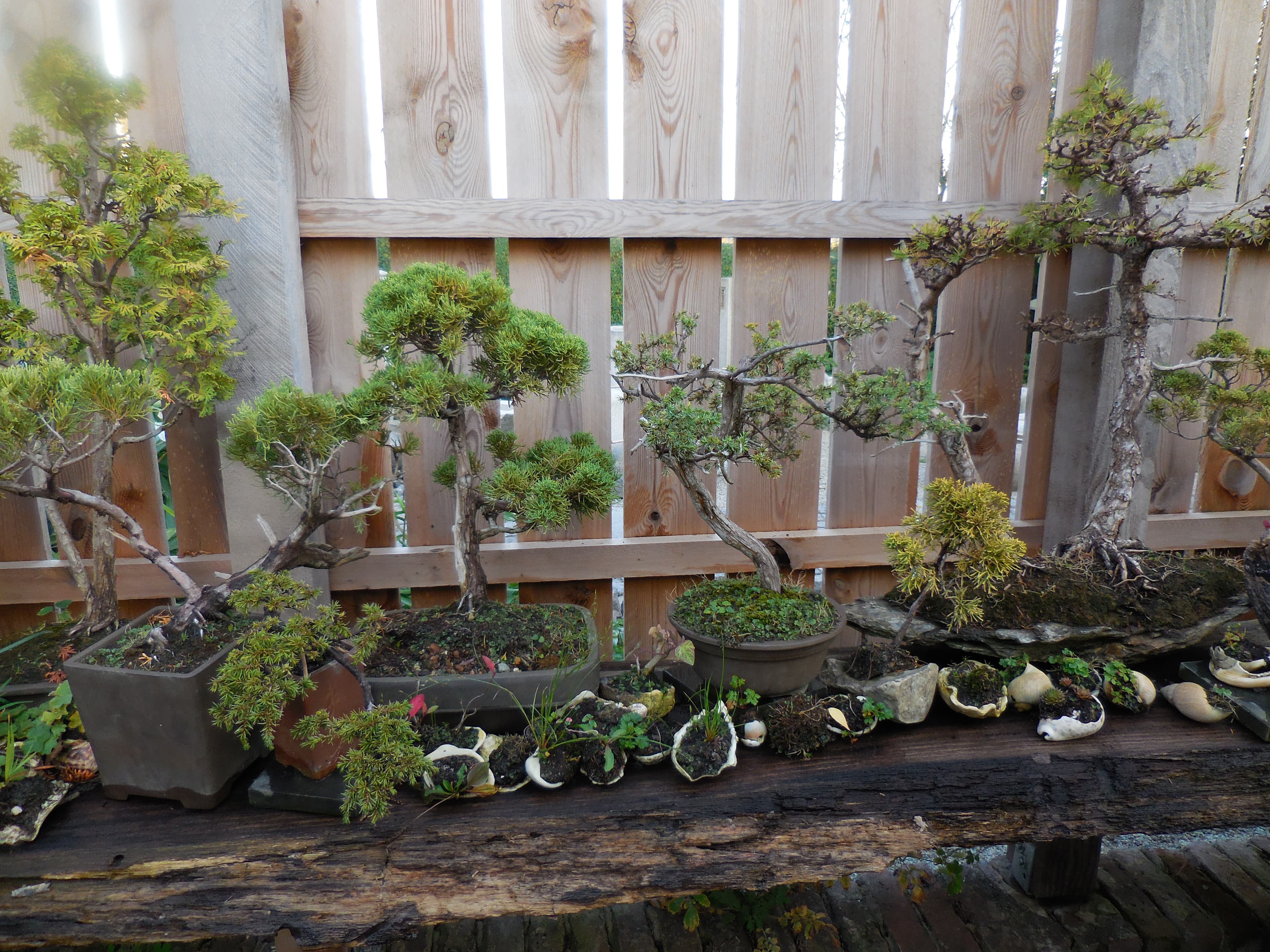 Chinese Juniper Informal Upright Bonsai