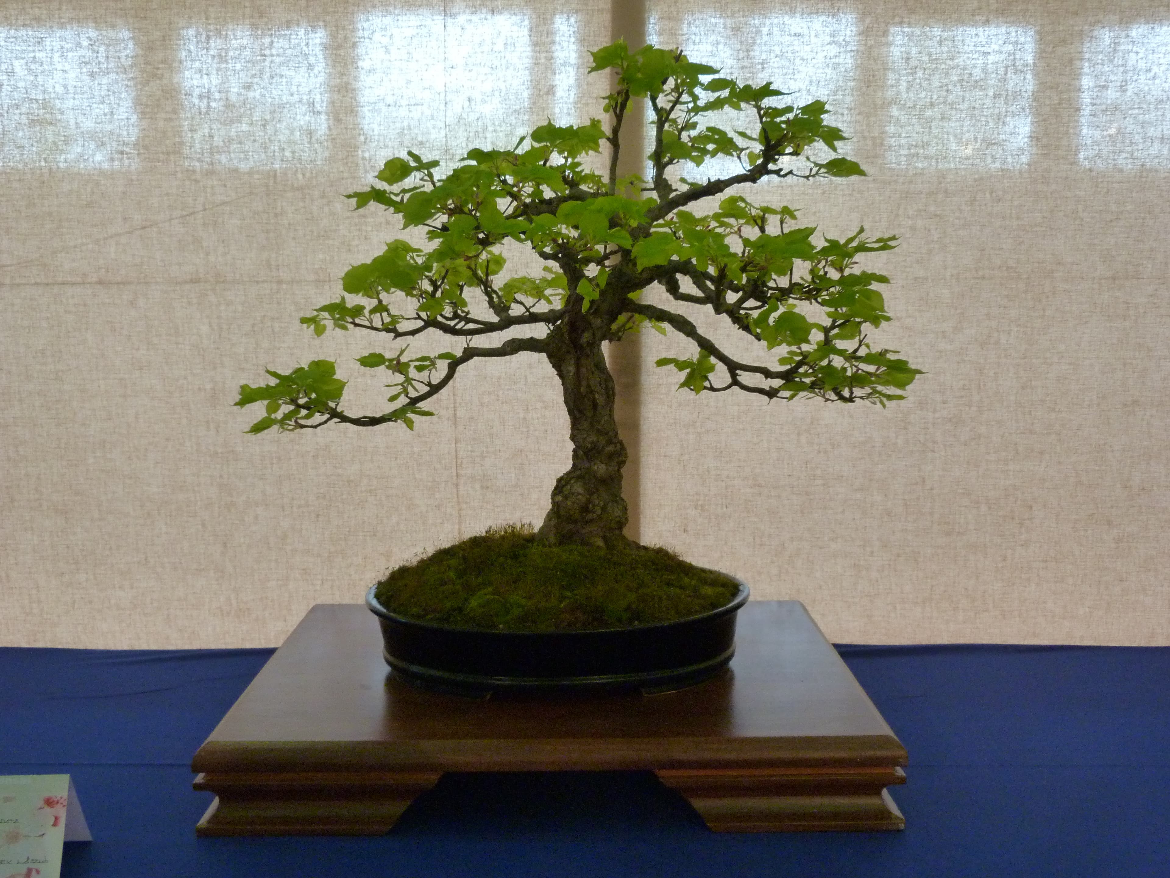 Small-leaved Lime Informal Upright Bonsai