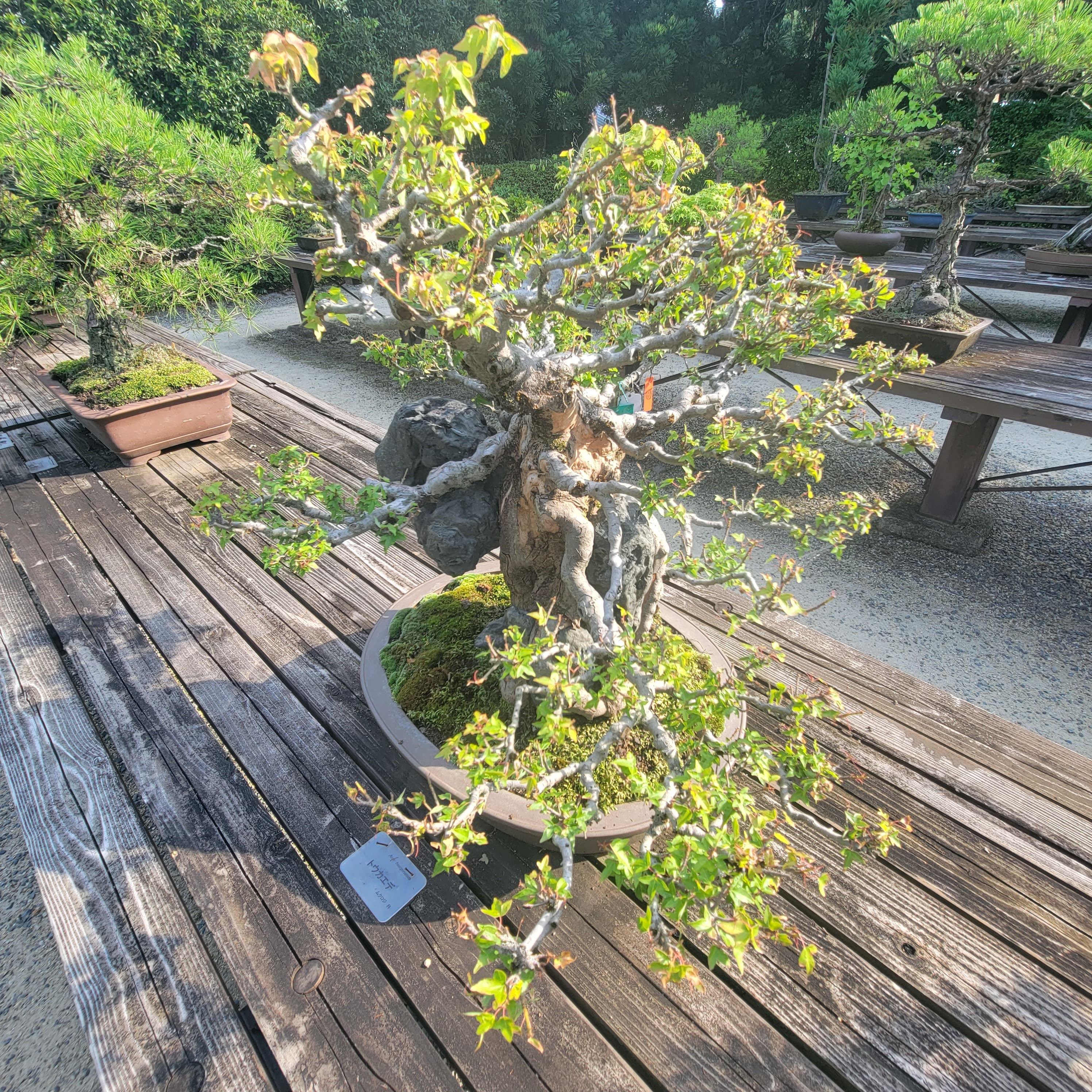 Trident Maple Root-Over-Rock Bonsai