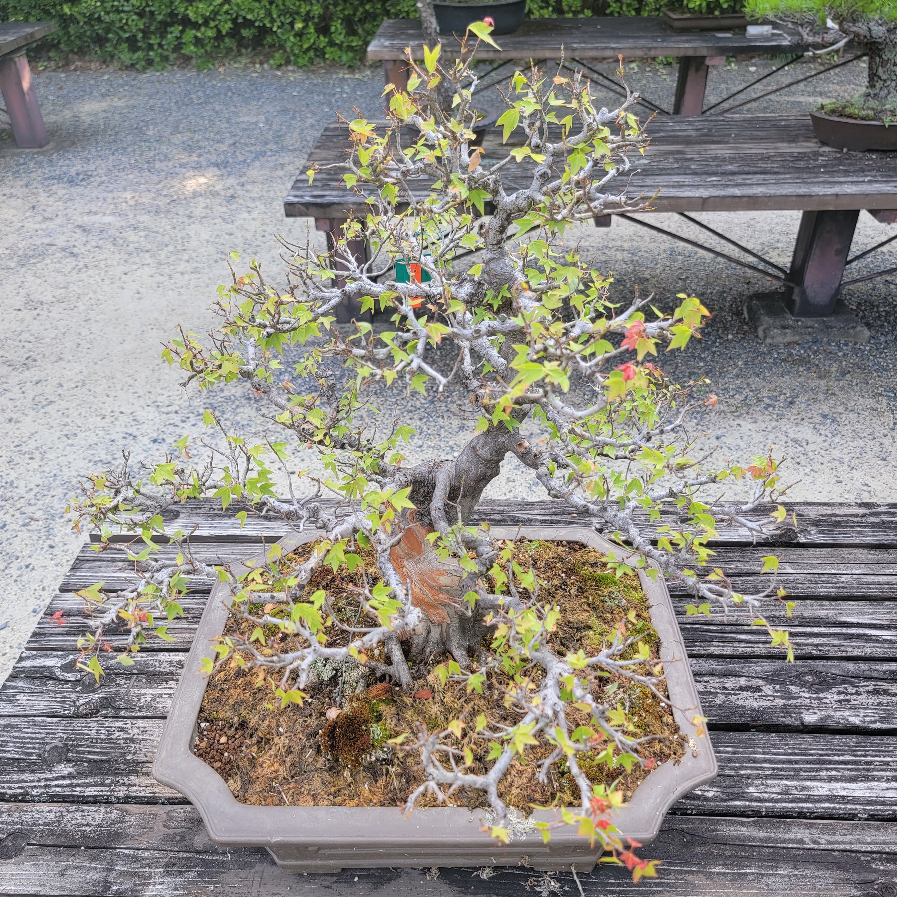 Trident Maple Bonsai