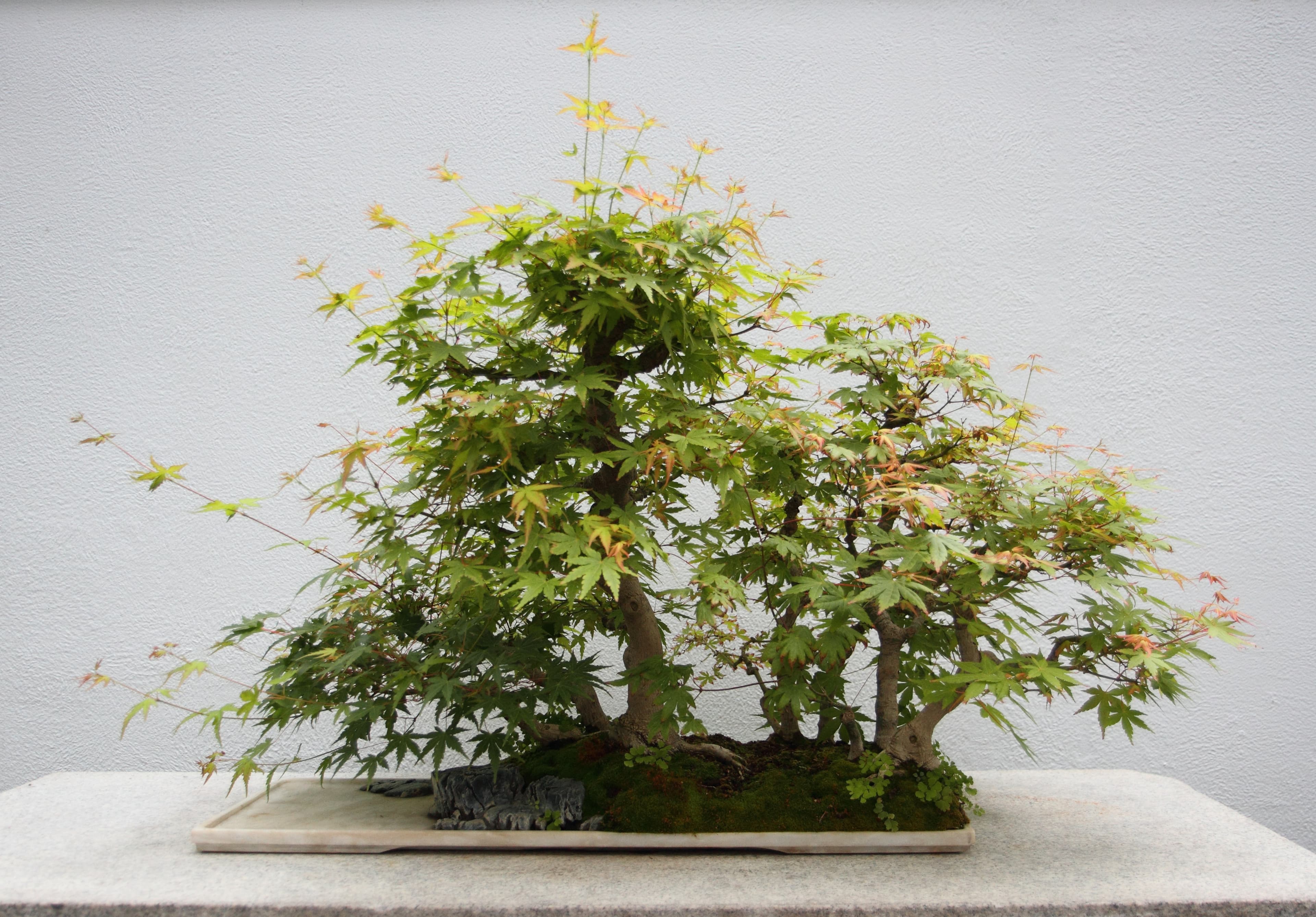 Japanese Maple Forest Penjing