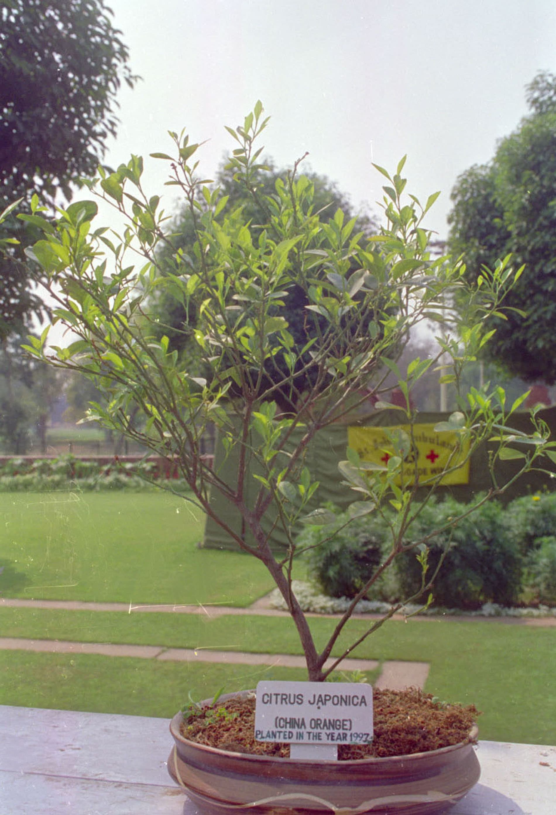 China Orange Bonsai