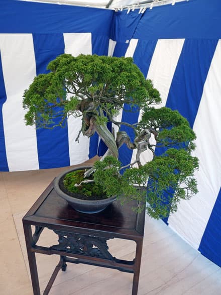 Shimpaku Juniper Informal Upright Bonsai
