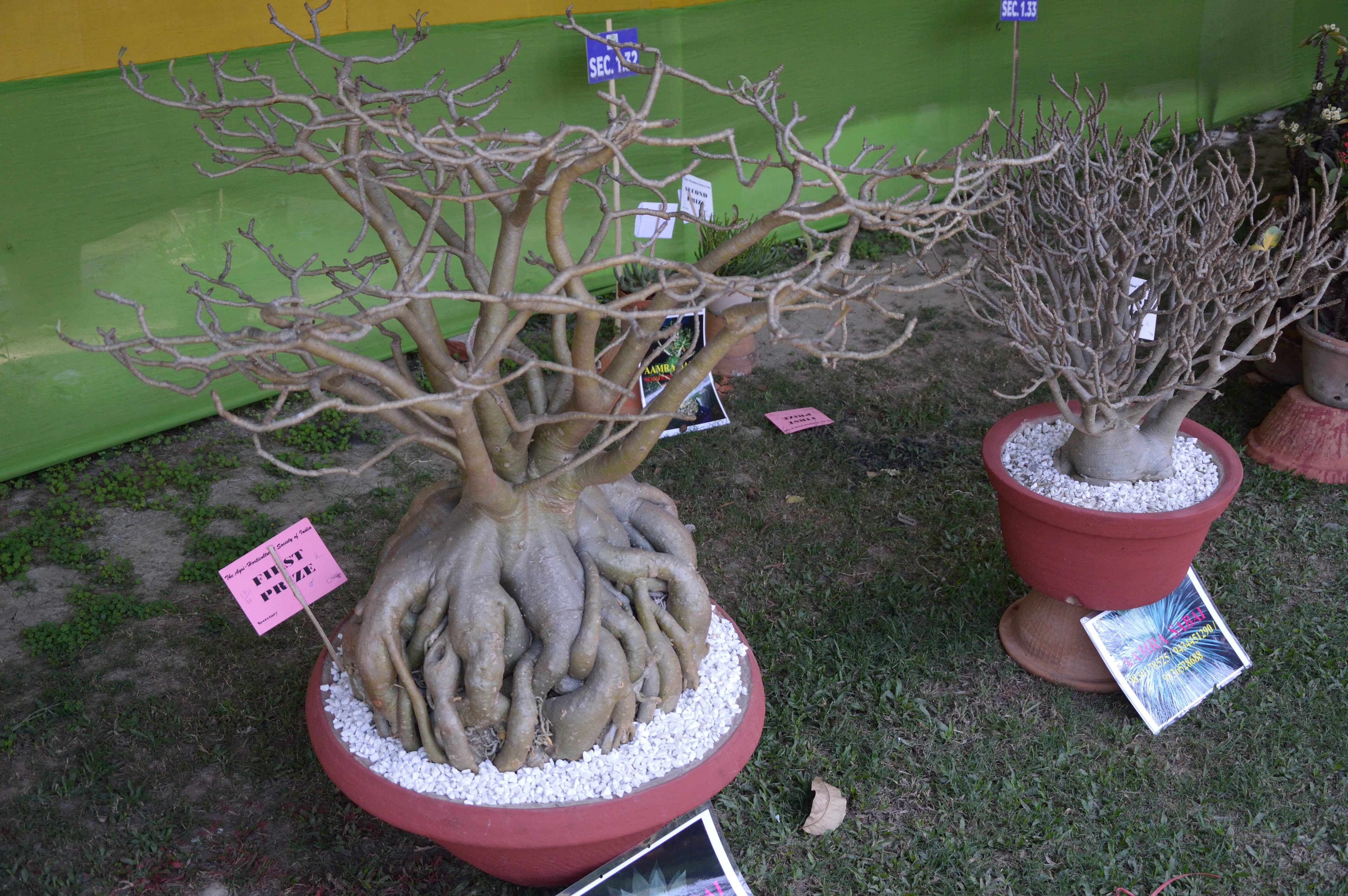 Desert Rose Bonsai with Prominent Nebari