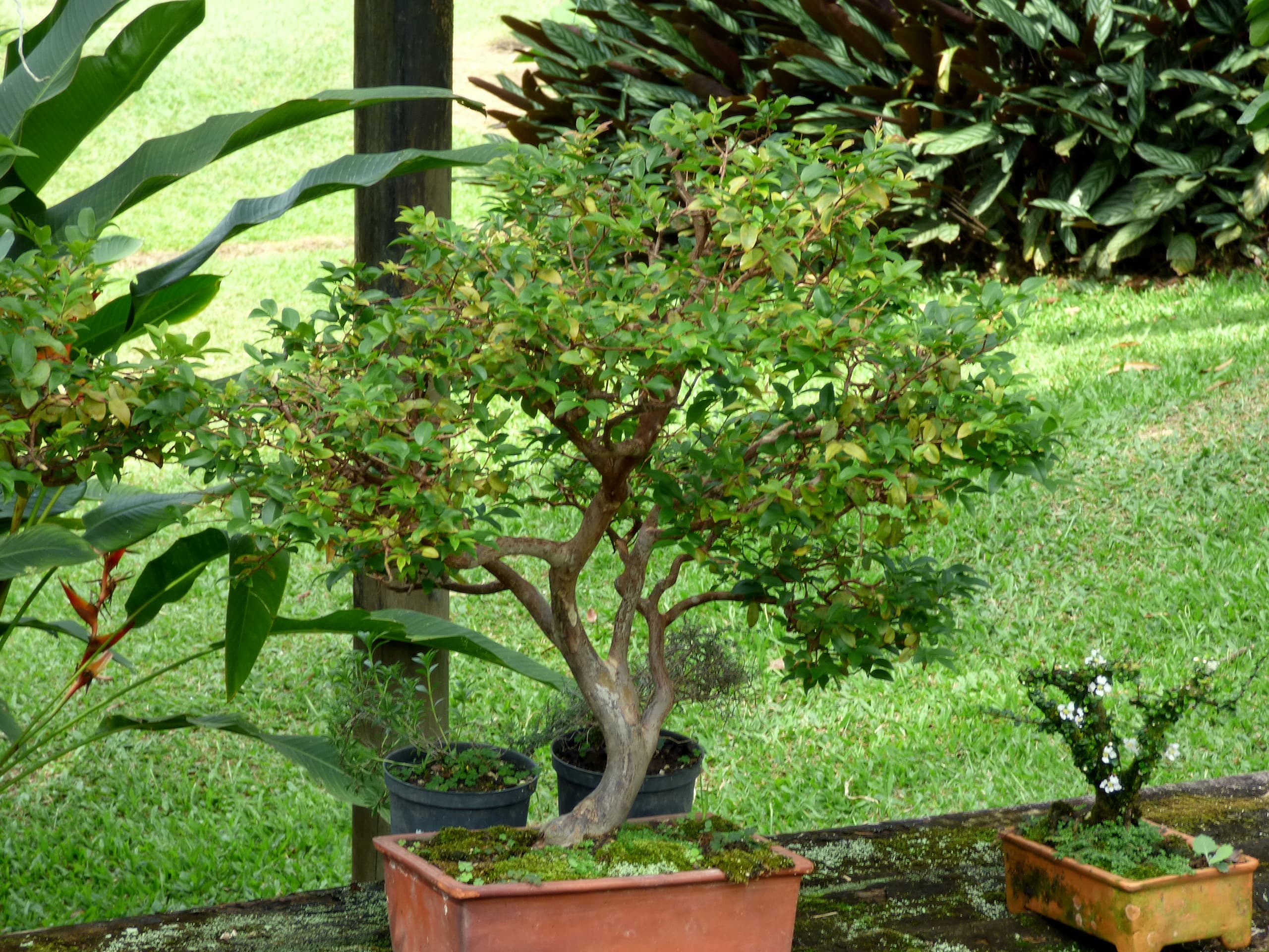 Fukien Tea Bonsai