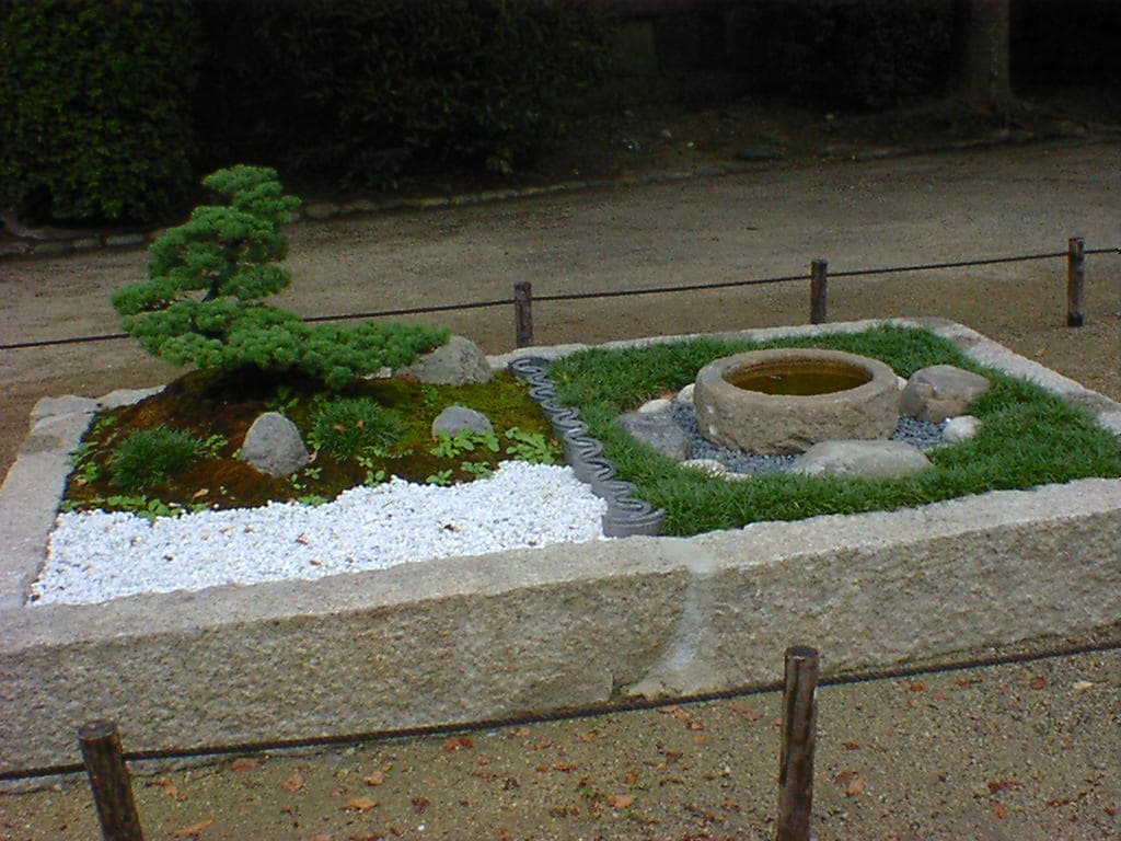 Chinese Juniper Bonsai in Garden Display