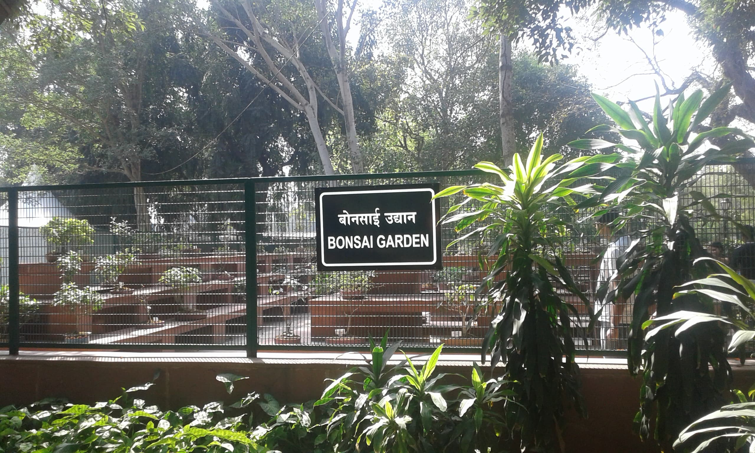 Unidentified Bonsai from Rashtrapathi Bhavan Garden