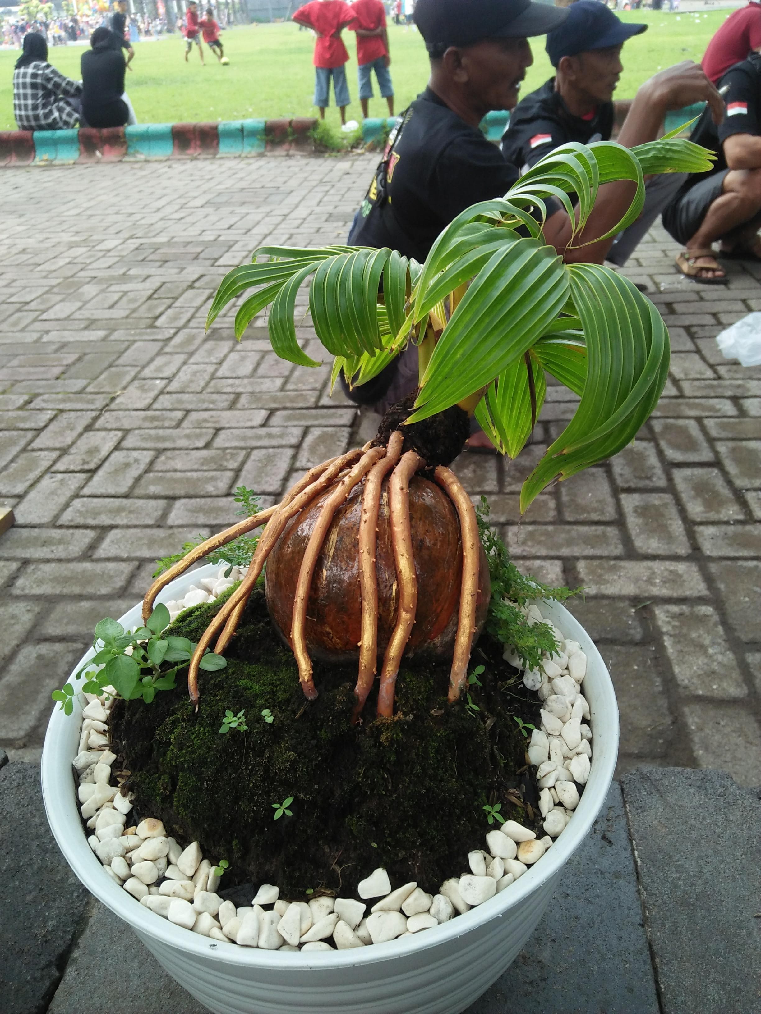 Coconut Bonsai