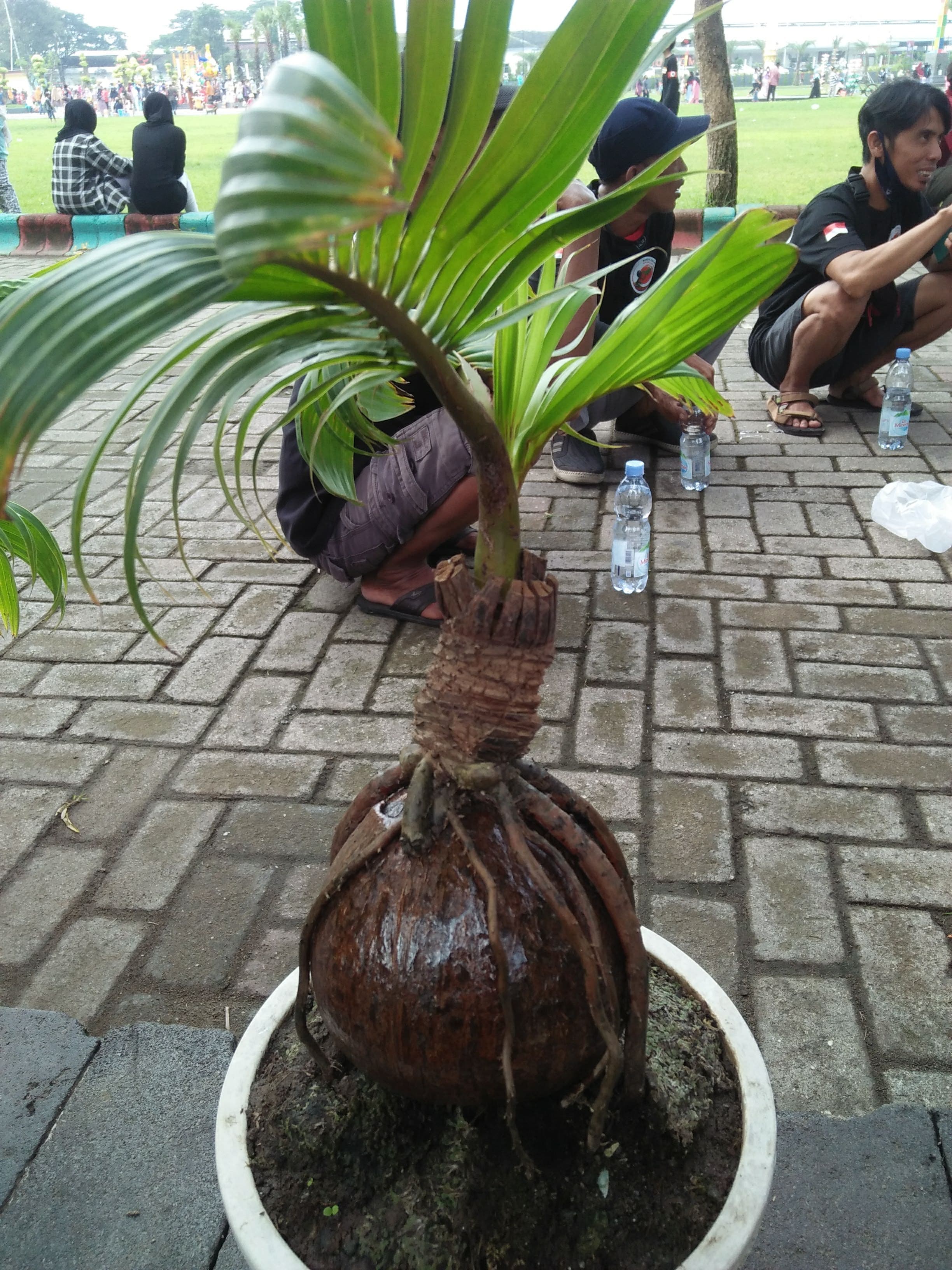 Coconut Bonsai