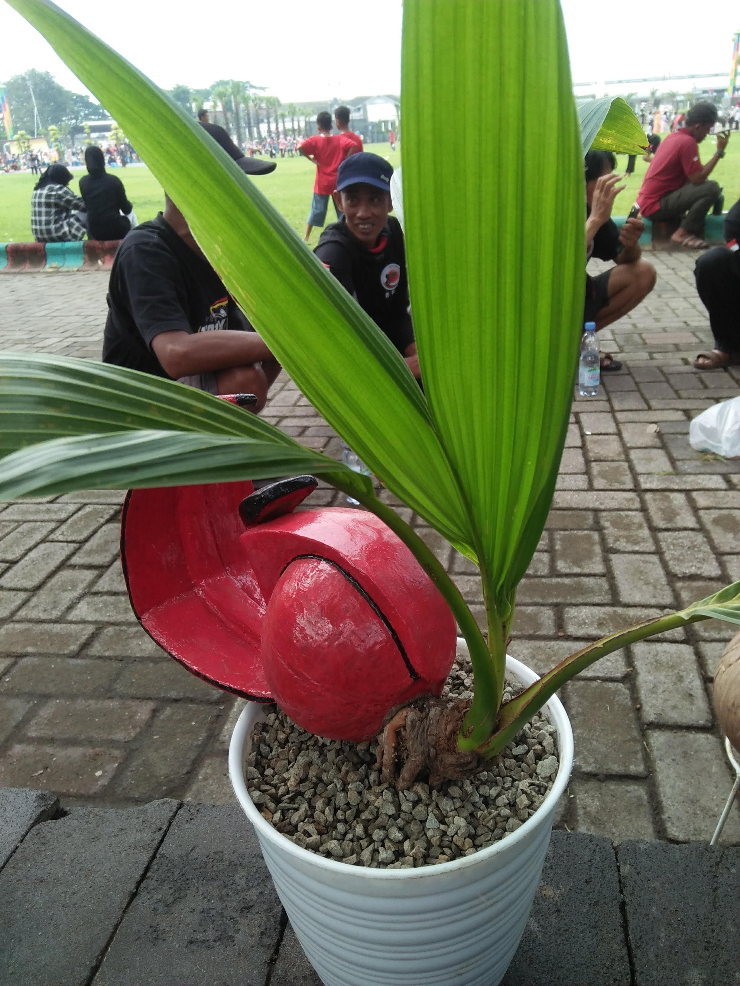 Styled Coconut Palm Bonsai