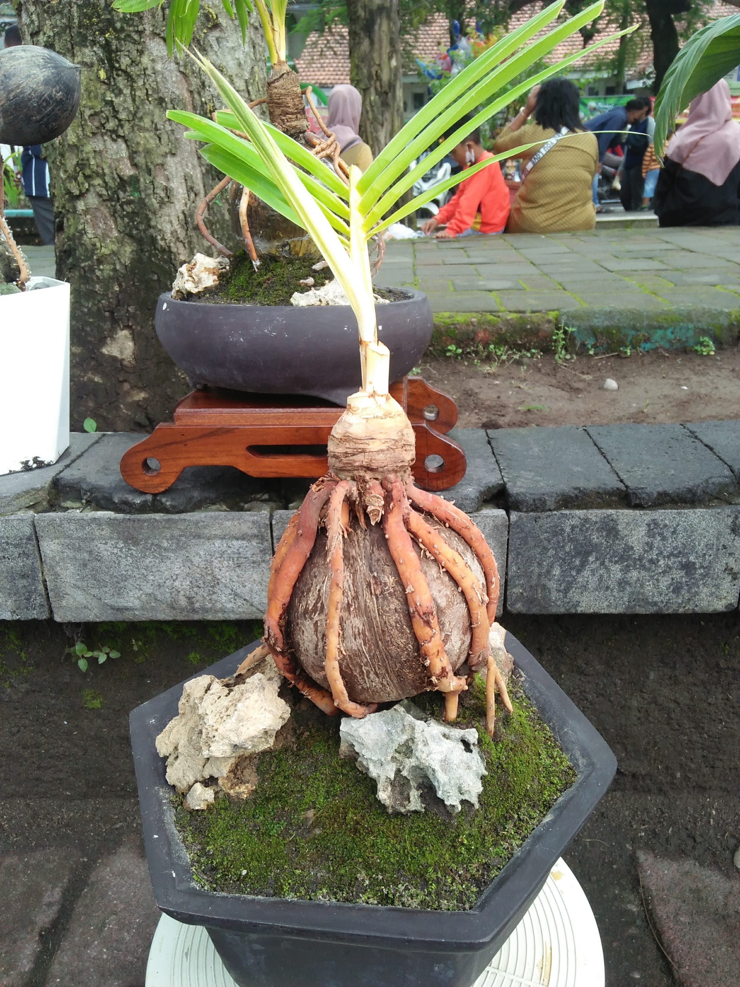 Coconut Bonsai with Exposed Roots