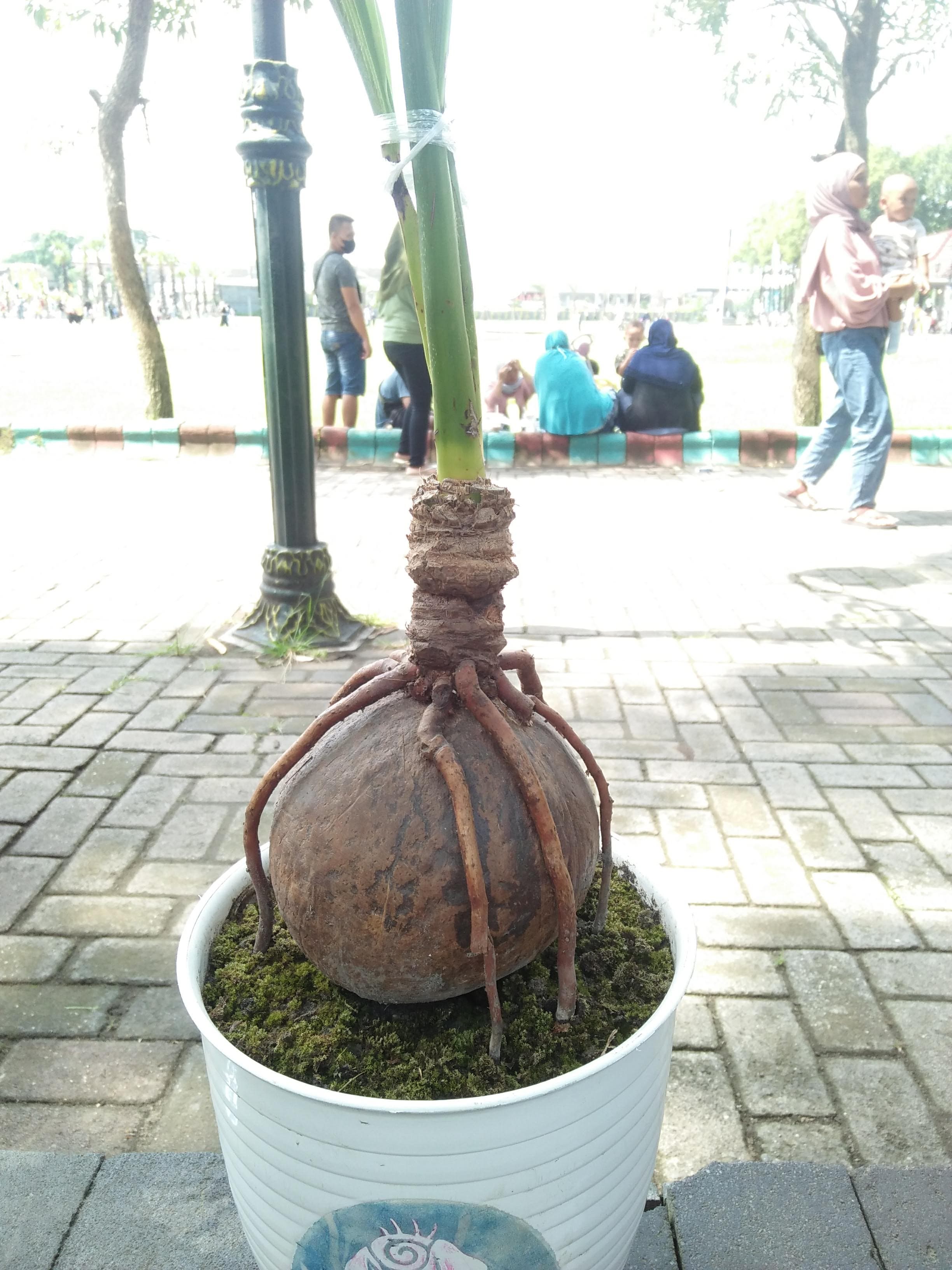 Coconut Bonsai