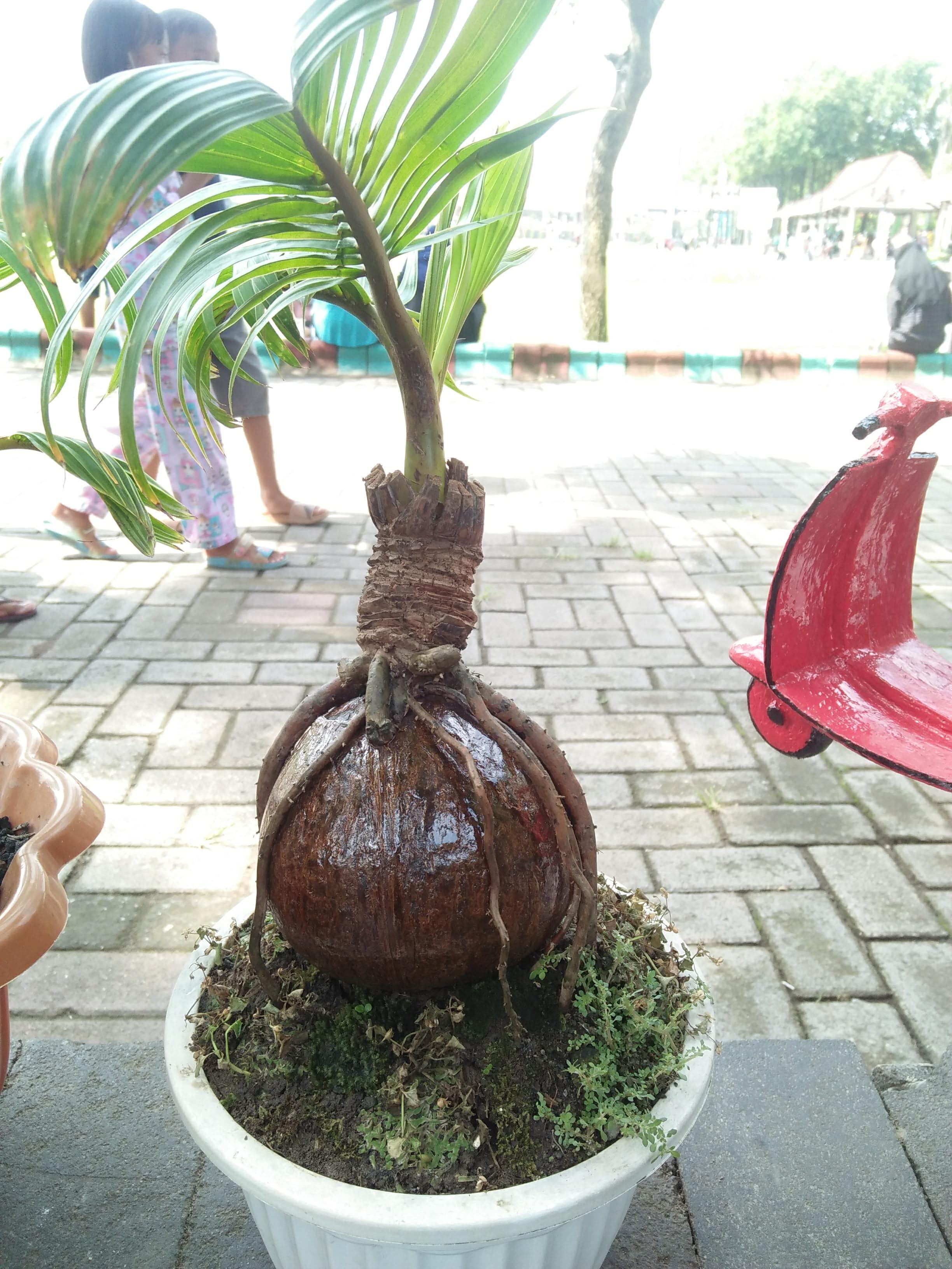 Coconut Bonsai