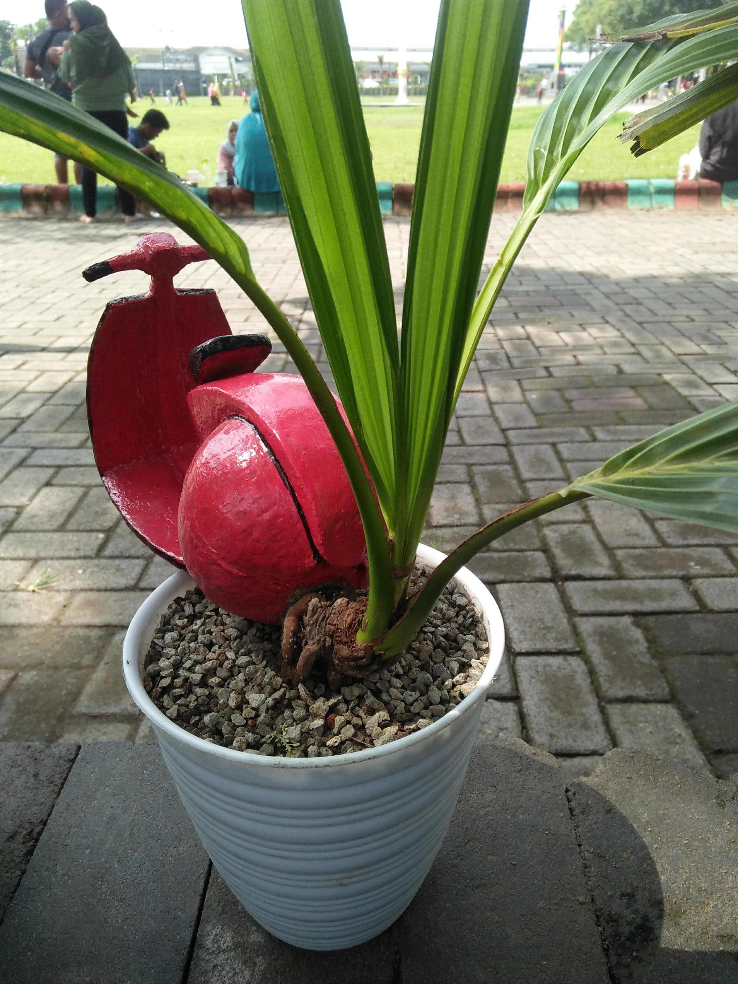 Young Coconut Palm Bonsai with Scooter Accent