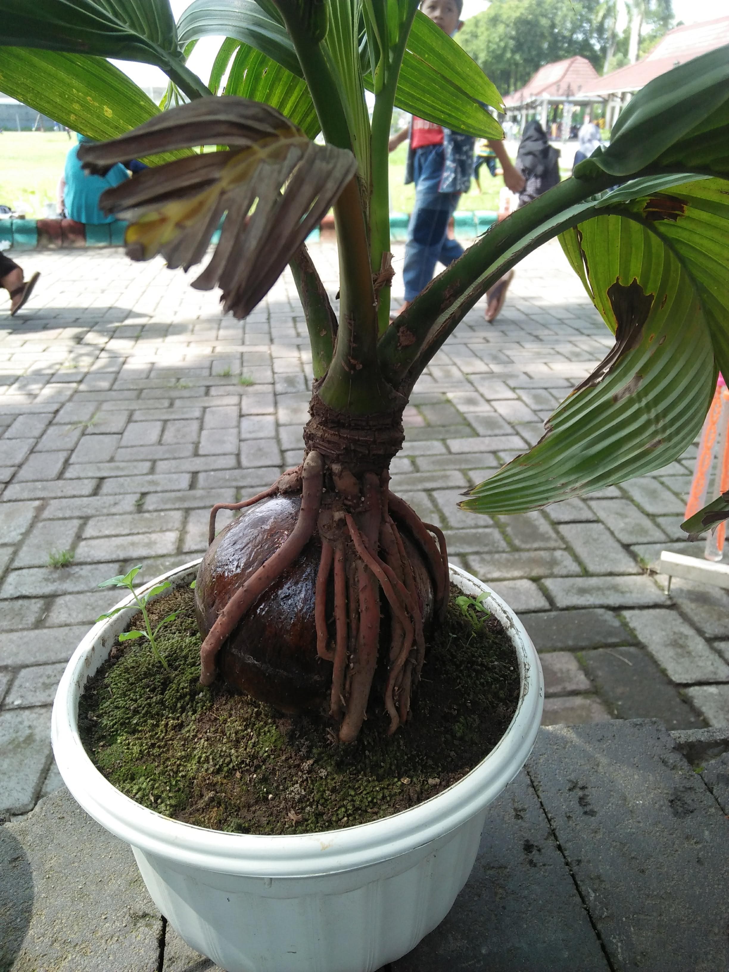 Coconut Palm Bonsai