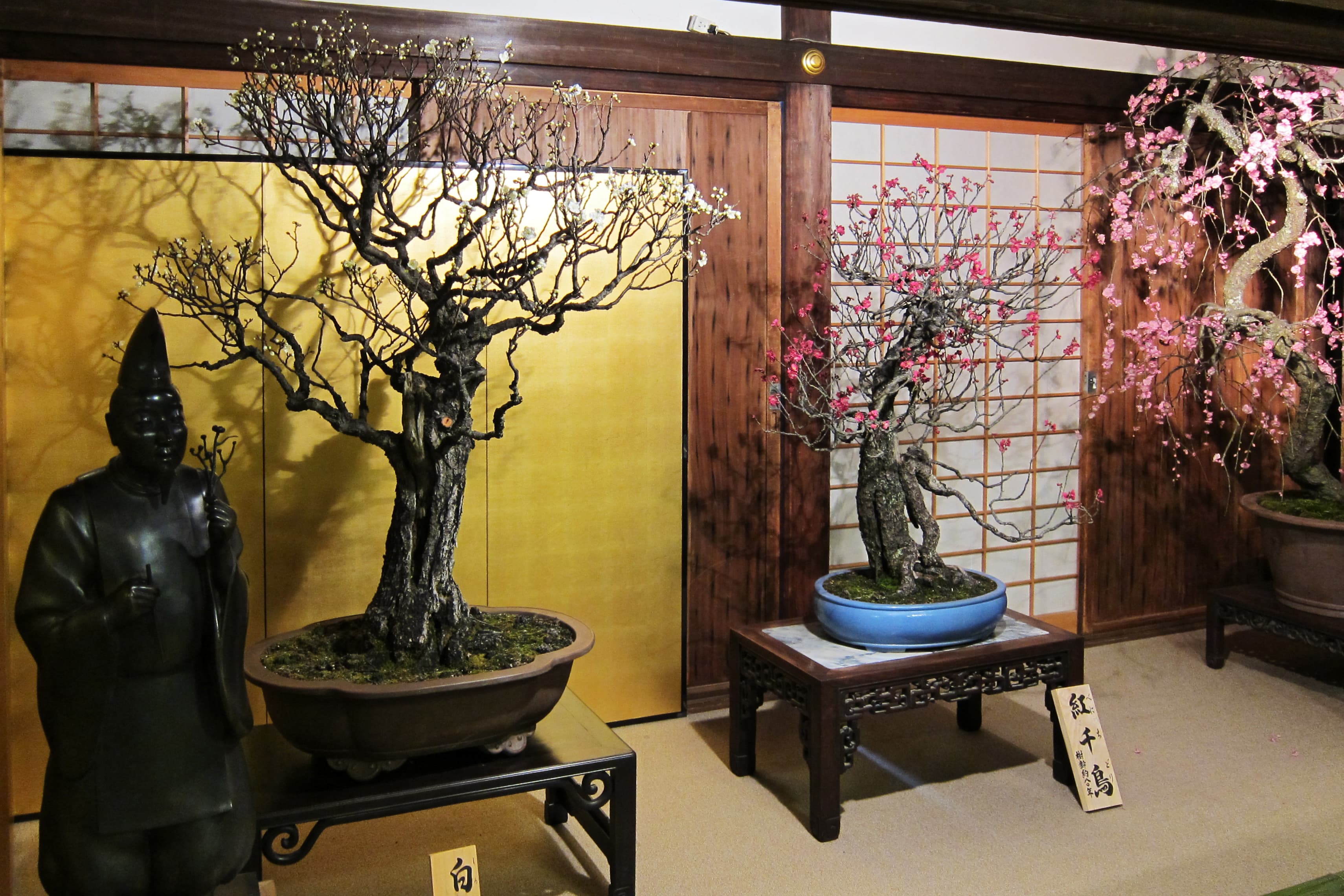 White Flowering Japanese Plum Bonsai