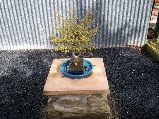 Informal Upright Chinese Elm Bonsai