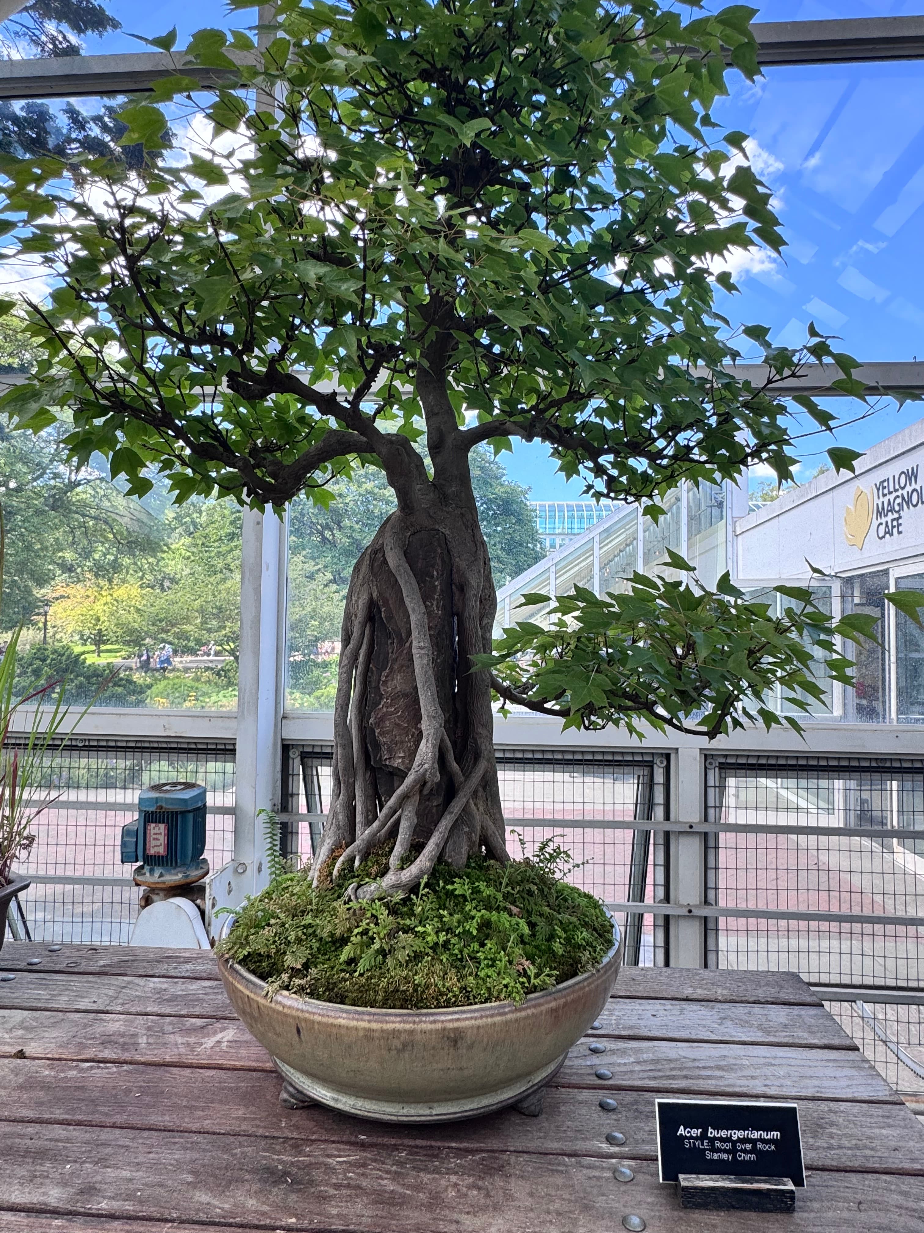 Trident Maple Root-over-Rock Bonsai