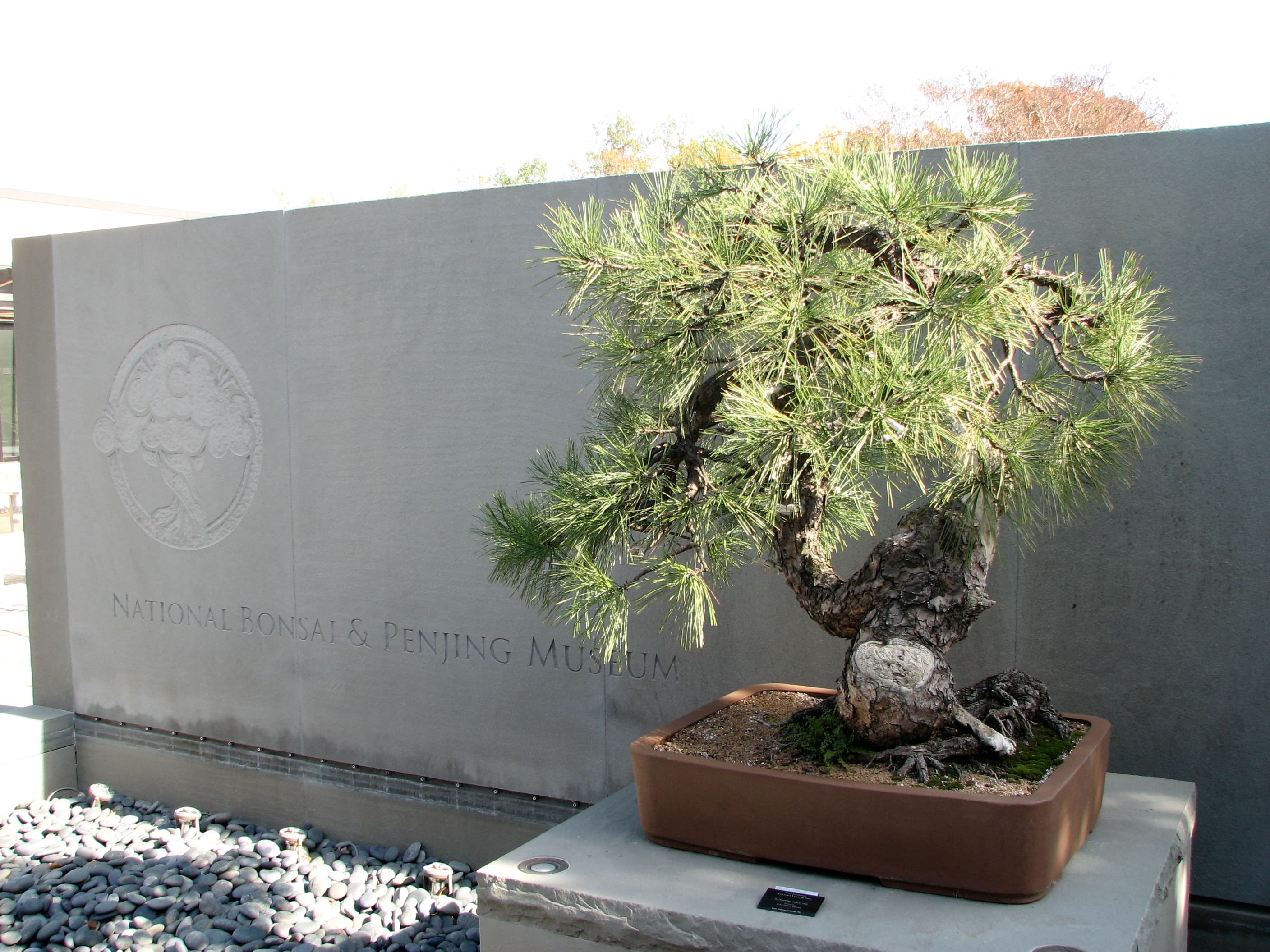 Japanese Black Pine Bonsai