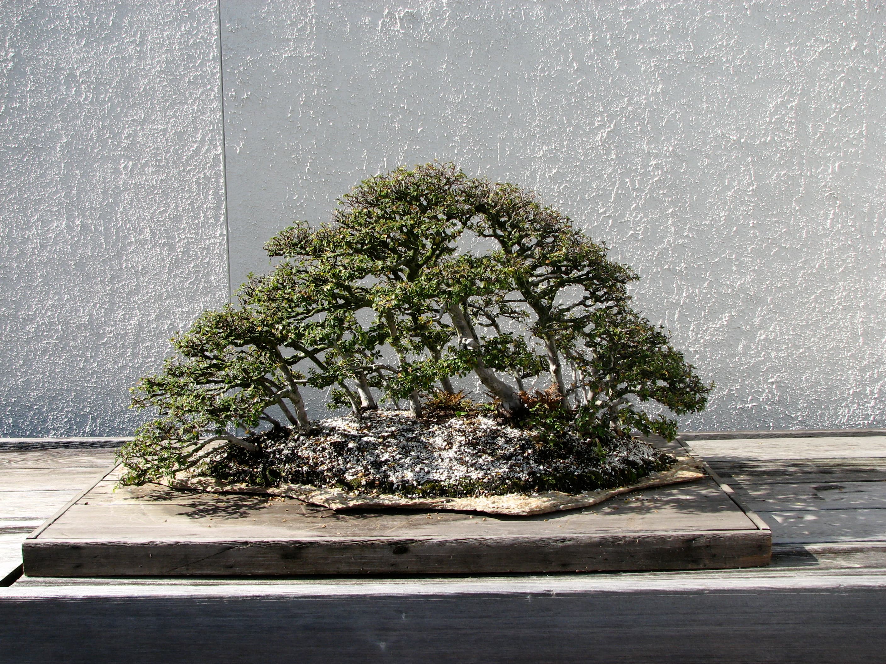 Zelkova Forest Bonsai