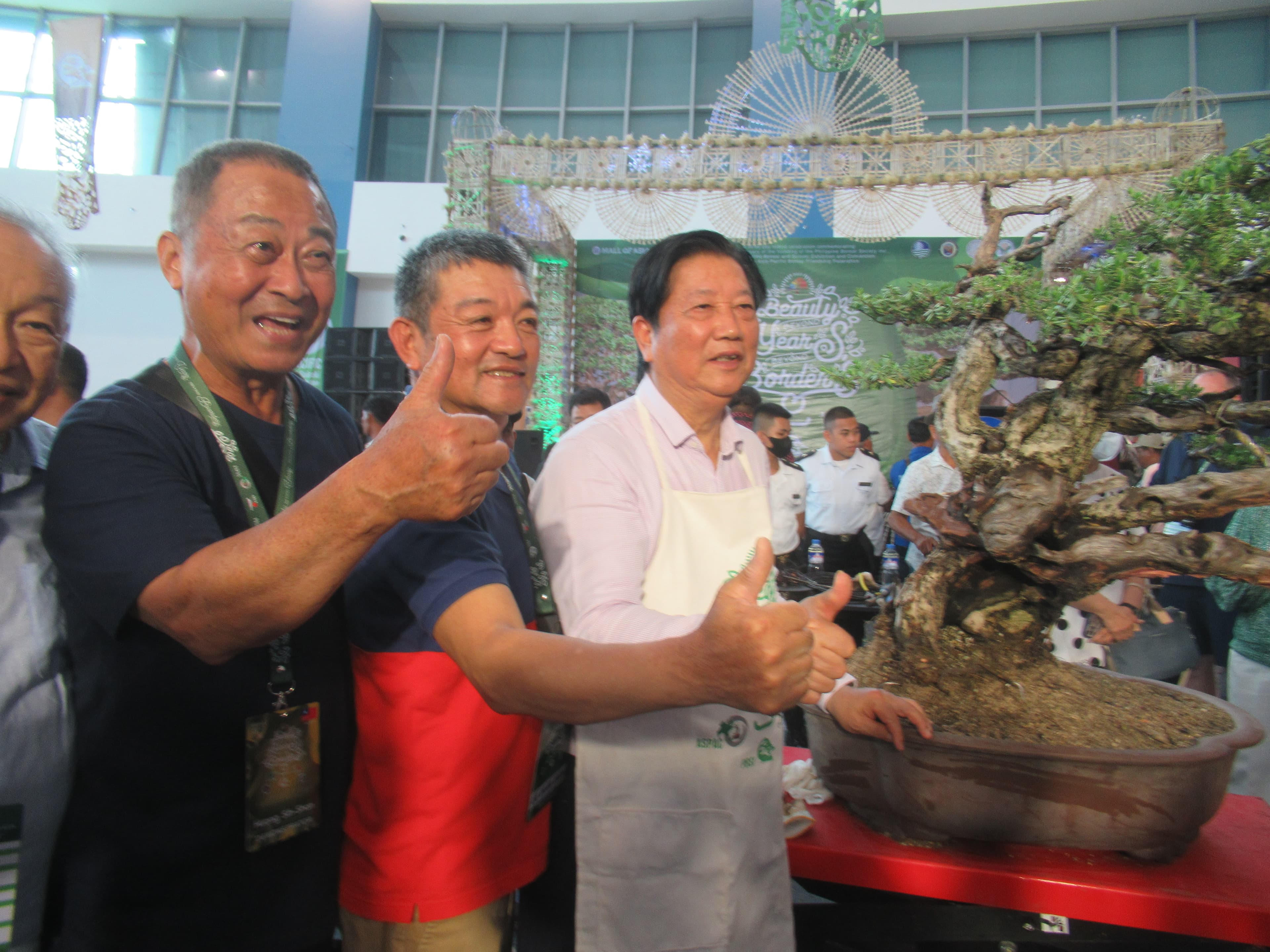 Aged Ficus Informal Upright Bonsai